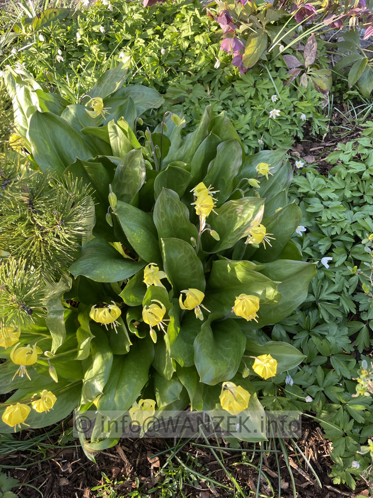 Erythronium tuolumnense Pagode 04.jpg